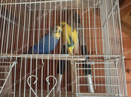 Pair Of Budgies for Sale