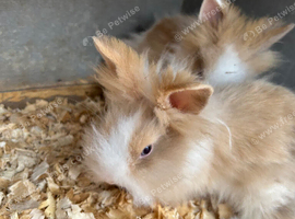Gorgeous lion head babies