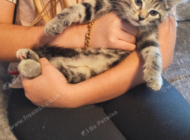 3 kittens for sale