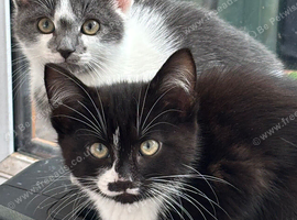 4 beautiful kittens