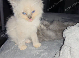 Munchkin litter