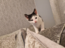 Kitten available now 8 wks old