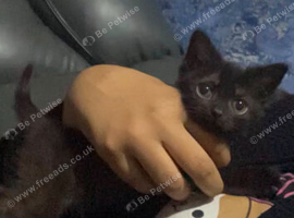 British shorthair mix kittens and mother for sale