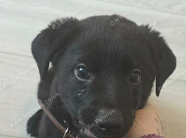 Collie x lab