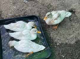 Group of 4 call ducks