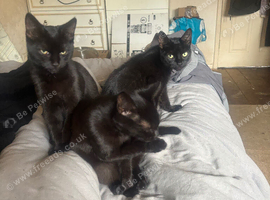 2 black kittens