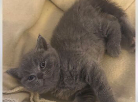 British shorthair