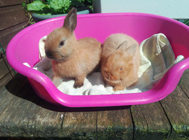 Female & Male Netherland Dwarf Babies