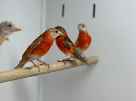 Red Siskin