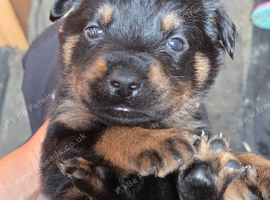 Gorgeous Rottweiler Puppys F1B