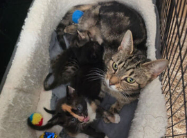 Kittens