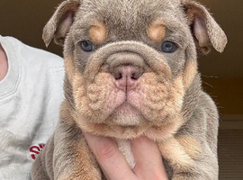 KC English bulldogs