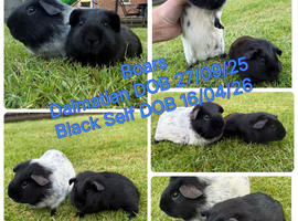 Boar Guinea Pigs