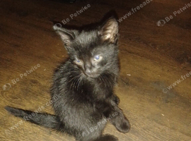 Beautiful, playful kittens for sale *READY NOW*