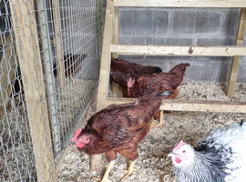 Young Rhode island red Cockerells