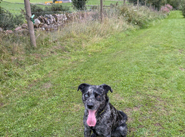 Collie cross Labrador