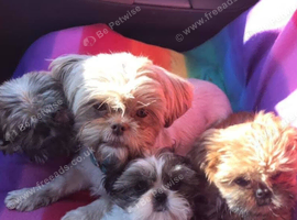 Shih Tzu Puppies