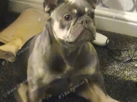 French bulldog