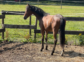 Show pony unreg yearling colt