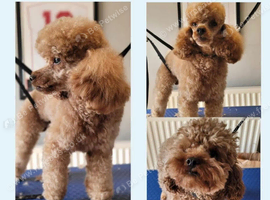 Baby ant the toy poodle stud