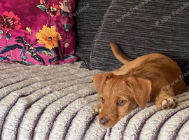 Puppy 7 mth