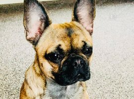 Beautiful 2 Year old Female Frenchie x Pug x Chihuahua