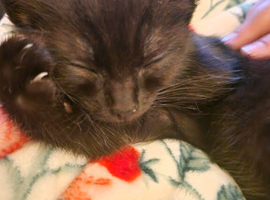Ragdoll cross kitten