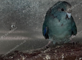 Kakariki hen