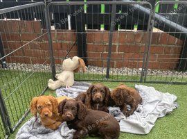 Cocker spaniel Puppies