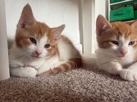 3 ginger male kittens ready to go