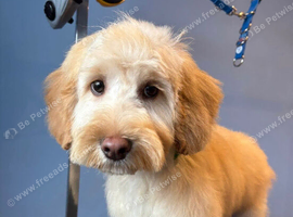 1 Year Old Cockerpoo Teddy