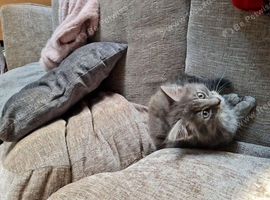 8 weeks old male long haired kitten
