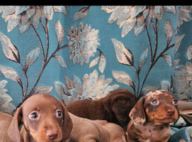 Ready now! True miniature dachshund