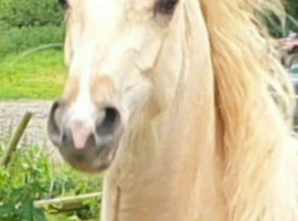 lovely sec c 2 year old filly