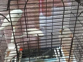 Tame budgies