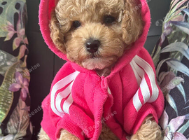 3 Gorgeous Toy Maltipoo Puppies For Sale