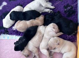 Labradors for sale