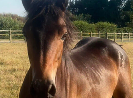 Showjumping bred connemara to make 14.2hh minimum