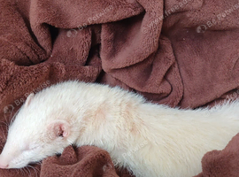 Female albino ferret