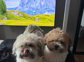 2 Lhasa apso boys