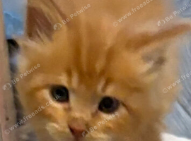 Mancoon x raydoll