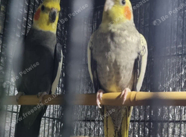 Breeding Pair of cockatiel and female from &pound;75.