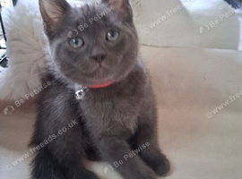 2 x beautiful beautiful grey kittensn still available reserve now