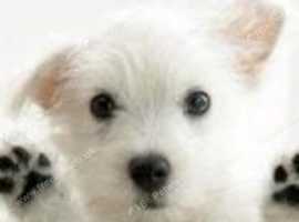Dog Walking Halesworth
