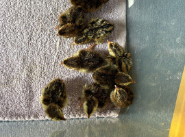 Coturnix (Japanese) Quail chicks