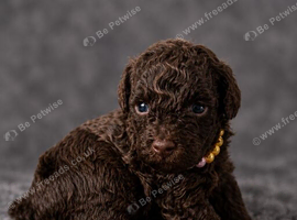 beautiful boy and girl available!