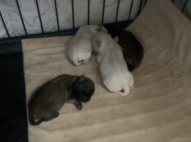 Apple head chihuahuas