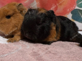 Two beautiful boys