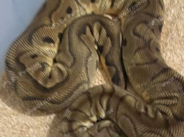 Adult female clown ball python