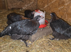 4no. Purebred French Black Copper Marans - 3 Pullets